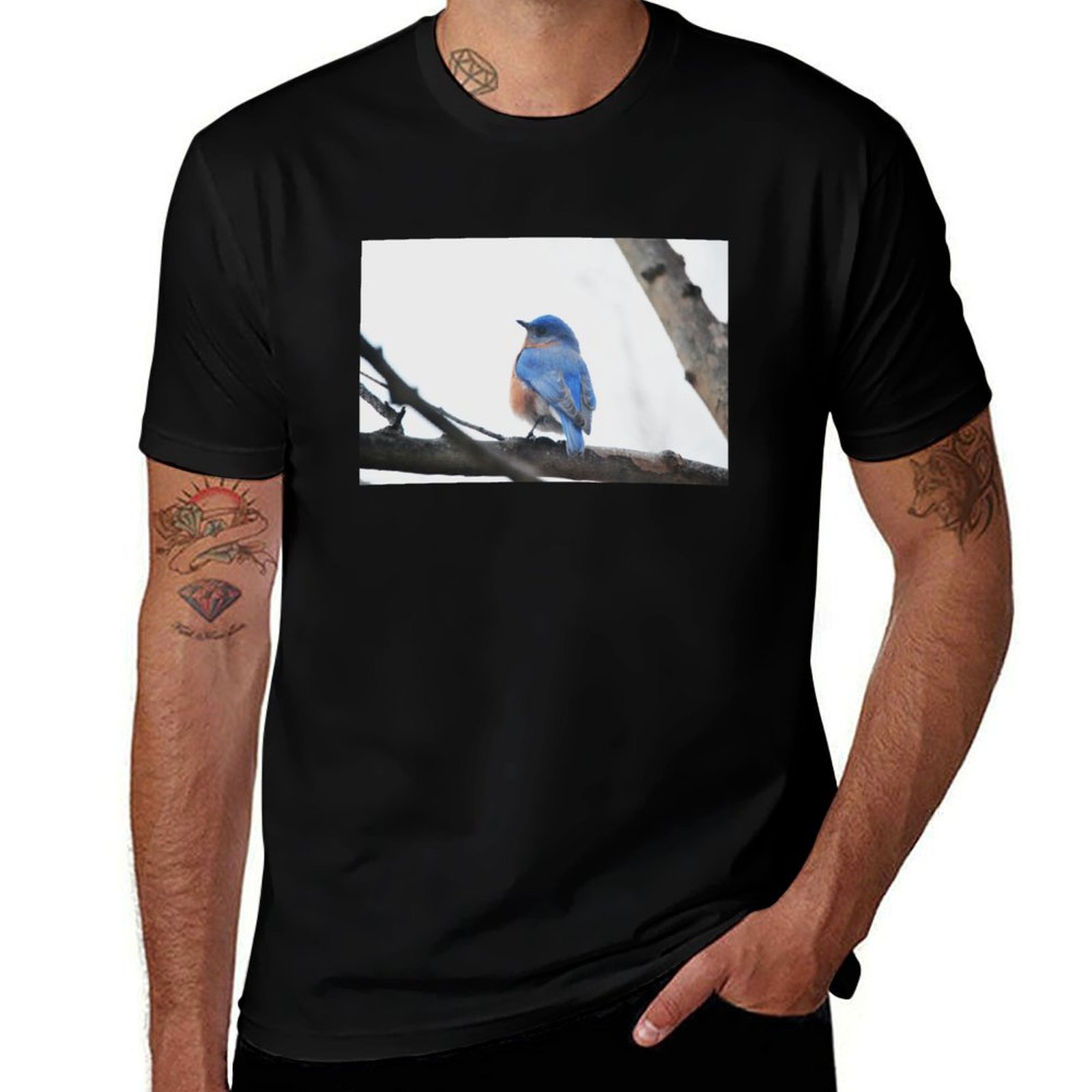 Male Eastern Bluebird Nature P – Photography Training Bewertung und Preis