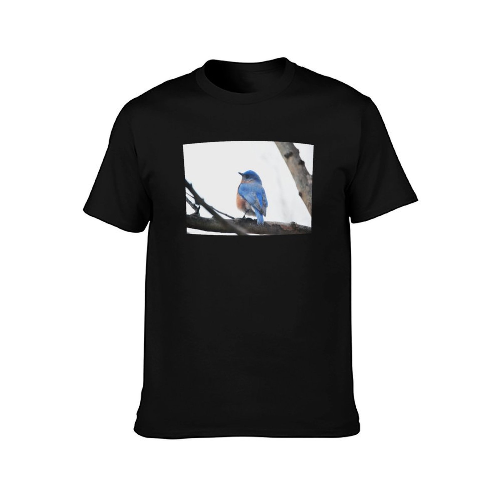 Male Eastern Bluebird Nature P – Photography Training Bewertung und Preis
