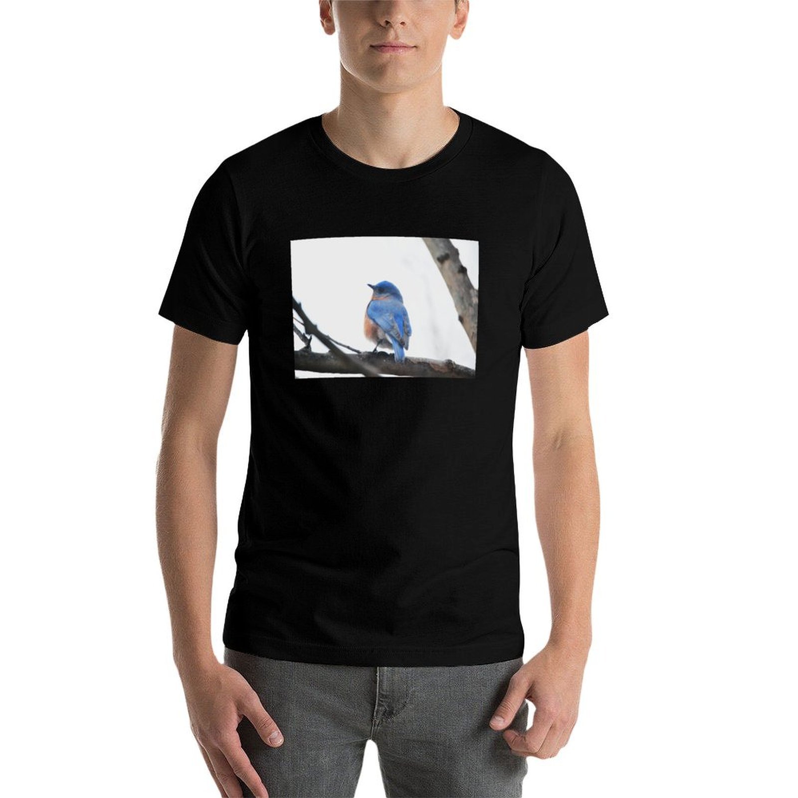 Male Eastern Bluebird Nature P – Photography Training Bewertung und Preis